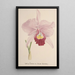 Reproduction of the painting Collection of Orchids Pl71 - Anonymous