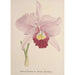 Reproduction of the painting Collection of Orchids Pl71 - Anonymous