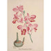 Collection of orchids Pl72 - Anonymous — artwork view