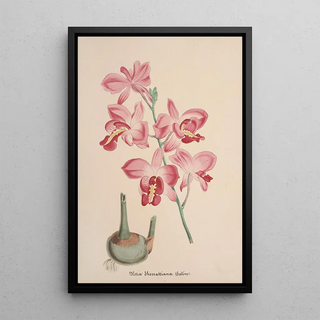 Anonymous - Collection dorchidees Pl72.webp