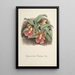 Reproduction of the painting Orchid Collection Painting Pl73 - Anonymous