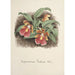 Reproduction of the painting Orchid Collection Painting Pl73 - Anonymous