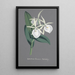 Reproduction of the painting Orchid Collection Painting Pl74 - Anonymous