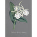 Reproduction of the painting Orchid Collection Painting Pl74 - Anonymous