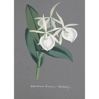 Anonymous - Collection dorchidees Pl74.webp