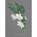 Collection of Orchids Pl75 - Anonymous — artwork view