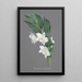 Collection of Orchids Pl75 - Anonymous — framed artwork on a wall