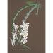 Orchid Collection Painting Pl76 - Anonymous — framed artwork on a wall