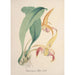 Orchid Collection Painting Pl77 - Anonymous — artwork view