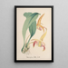 Orchid Collection Painting Pl77 - Anonymous — framed artwork on a wall