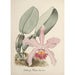 Reproduction of the painting Orchid Collection Painting Pl78 - Anonymous