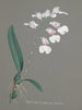 Collection of Orchids Pl79 - Anonymous — artwork view