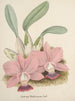 Collection of Orchids Pl80 - Anonymous — artwork view
