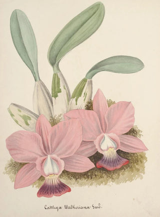 Anonymous - Collection dorchidees Pl80.webp