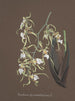 Collection of orchids Pl81 - Anonymous — artwork view