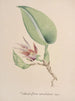 Orchid Collection Painting Pl82 - Anonymous — artwork view