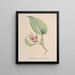 Orchid Collection Painting Pl82 - Anonymous — framed artwork on a wall