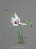 Collection of Orchids Pl83 - Anonymous — artwork view