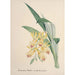 Collection of orchids Pl84 - Anonymous — artwork view