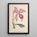 Reproduction of the painting Collection of orchids Pl85 - Anonymous