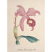 Reproduction of the painting Collection of orchids Pl85 - Anonymous