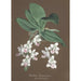 Collection of orchids Pl86 - Anonymous — artwork view