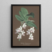 Collection of orchids Pl86 - Anonymous — framed artwork on a wall