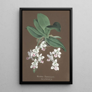 Anonymous - Collection dorchidees Pl86.webp