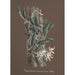 Reproduction of the painting Orchid Collection Painting Pl87 - Anonymous
