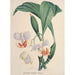 Orchid Collection Painting Pl88 - Anonymous — artwork view