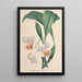 Orchid Collection Painting Pl88 - Anonymous — framed artwork on a wall
