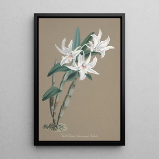 Anonymous - Collection dorchidees Pl89.webp