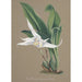 Orchid Collection Painting Pl90 - Anonymous — artwork view