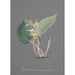 Reproduction of the painting Orchid Collection Painting Pl91 - Anonymous