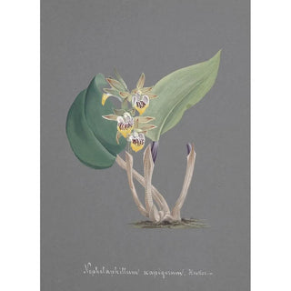 Anonymous - Collection dorchidees Pl91.webp