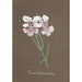 Collection of orchids Pl92 - Anonymous — artwork view