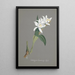 Reproduction of the painting Orchid Collection Painting Pl93 - Anonymous