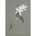 Reproduction of the painting Orchid Collection Painting Pl93 - Anonymous