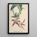 Reproduction of the painting Collection of Orchids Pl94 - Anonymous