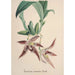Reproduction of the painting Collection of Orchids Pl94 - Anonymous