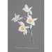 Orchid Collection Painting Pl95 - Anonymous — artwork view