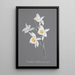 Orchid Collection Painting Pl95 - Anonymous — framed artwork on a wall