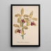 Reproduction of the painting Collection of Orchids Pl96 - Anonymous