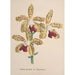 Reproduction of the painting Collection of Orchids Pl96 - Anonymous