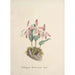 Collection of orchids Pl97 - Anonymous — artwork view