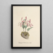 Collection of orchids Pl97 - Anonymous — framed artwork on a wall