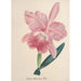 Reproduction of the painting Collection of orchids Pl98 - Anonymous