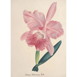 Anonymous - Collection dorchidees Pl98.webp