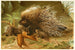 Porcupine with Crest - Anonymous — artwork view