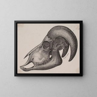 Dyr with horns - Anonymous — framed artwork on a wall